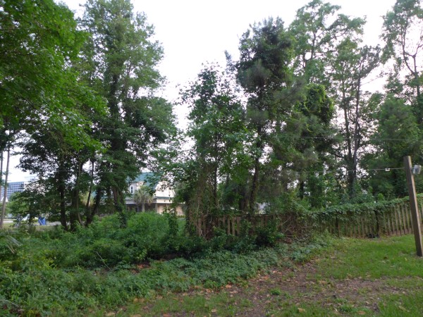 p2050045_tn.jpg