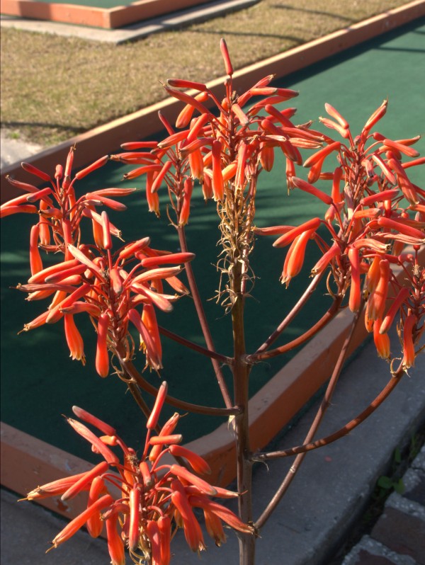 p1150160_tn.jpg