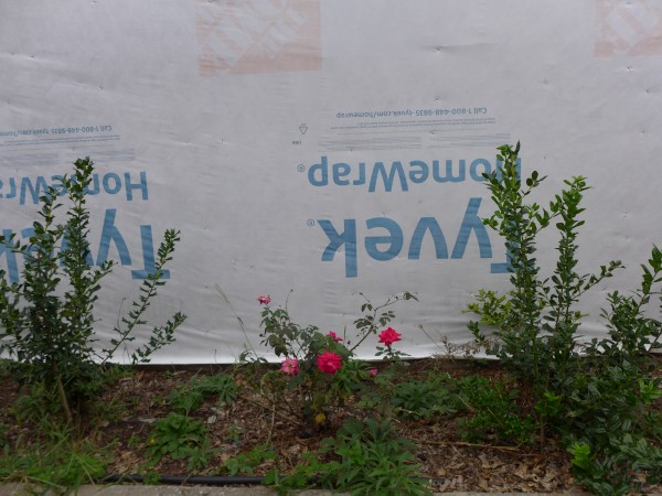 p2070366_tn.jpg