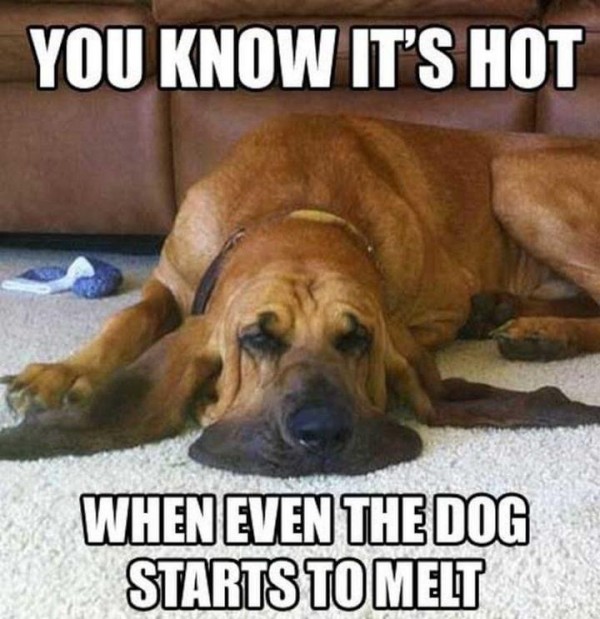 dog_melting_tn.jpg