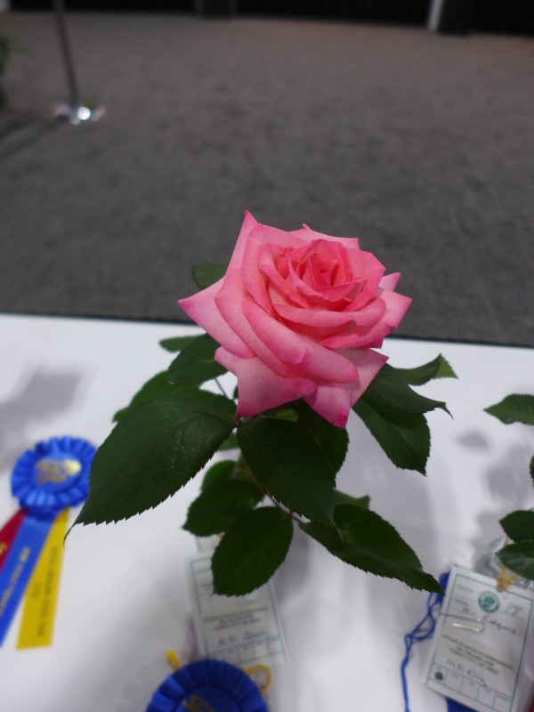p2140363_tn.jpg
